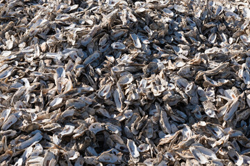 Oysters shells pile collected to be recycled. Oysters waste management and recycling at restaurant.