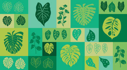Wall Mural - Monstera theme. Pattern with leaves of the Brazilian plant Adam's ribs. Background with leaves of various sizes inside squares. vector illustration.