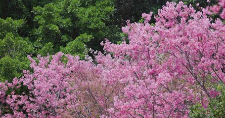 Canvas Print - Pink blossoms cover branches of Sakura tree