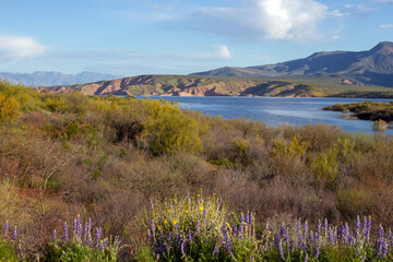 Poster - Super bloom and high water in spring 2023 along the scenic drive at Theodore Roosevelt Lake