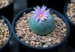 Close-up of Lophophora (Peyote) cactus with soft pink flower on top.. Succulent cactus, grey-green stems, and spineless with hairs. The Ornamental plant for decorating in the garden or home decor.