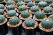 Close-up of Lophophora (Peyote) cactus. Succulent cactus, grey-green stems, spherical, and spineless with hairy. The Ornamental plant for decorating in the garden or home decor.