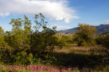 Wall Mural - Super bloom wildflowers in spring 2023 near Theodore Roosevelt Lake in Tonto National Forest in Arizona