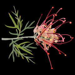 Wall Mural - Single blooming branch of Grevillea flower. Grevillea banksii. Exotic red blossom. On black background.