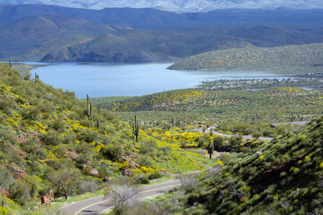 Wall Mural - Scenic drive through Theodore Roosevelt Lake with high water and super bloom wildflowers in spring 2023