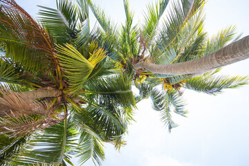 Wall Mural - coconut tree on the beach