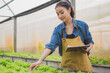 © Irin - Female farmer is recording the quality of vegetables in organic farm or greenhouse. A female farmer is checking the growth of Salad vegetable. Smart farming, research plantation, agriculture garden.