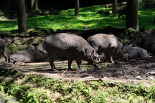 The Babirusas, Also Called Deer-pigs Are A Genus, Babyrousa, In The Swine Family Found In Wallacea.