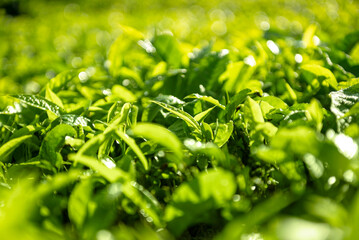 Poster - Closeup view of tea leaves