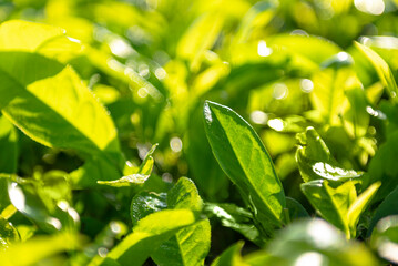 Poster - Closeup view of tea leaves