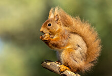 Cute Scottish Red Squirrel Sitting On A Branch In The Sunshine Eating A Nut With Beautiful Green, Woodland Background 
