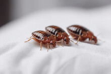 Bed Bugs On A White Cloth, Macro, Generative AI