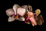 Fototapeta Storczyk - Floral concept.  Orchids blossom close up. Orchid flower pink and yellow bloom. Phalaenopsis orchid.Beautiful blooming orchids