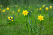 żonkile w parku, daffodils