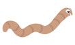 © Joao - simple vector illustration cartoon brown worm