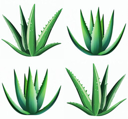 Poster - Aloe vera plant isolated on white background. Aloe vera is a succulent plant species of the genus Aloe