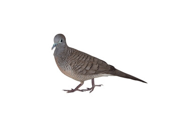 Wall Mural - Close up Zebra Dove was standing isolated on white background, Transparent background PNG file.