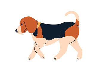 Poster - Cute dog of Beagle breed. Happy doggy profile, walking, going. Adorable puppy, canine animal, side view. Sweet lovely tricolor pup strolling. Flat vector illustration isolated on white background