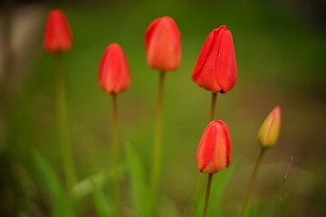 Wall Mural - Natural background with youn red tulip flowers in spring garden