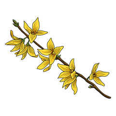 Poster - vector drawing branch of forsythia with yellow spring flowers isolated at white background, hand drawn illustration