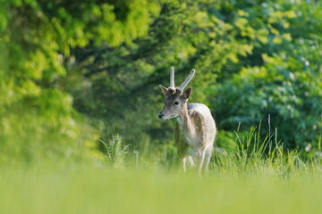 Wall Mural -  A Young European fallow deer standing on the meadow. .Danma dama.  Wildlife scene with a deer. 