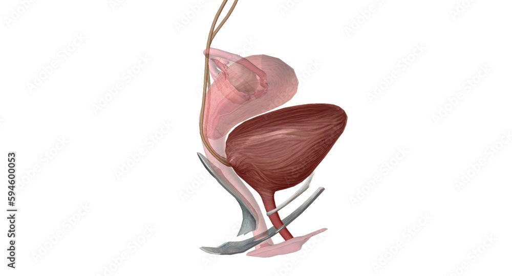 The external urethral orifice is the external opening (or meatus) of ...