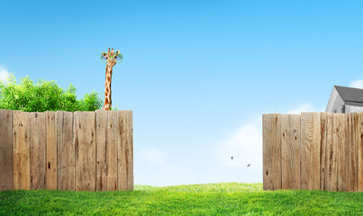 Canvas Print - curious neighbor in garden behind backyard lawn fence and house