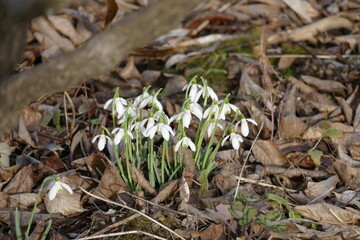 Wall Mural - 
Schneeglöckchen (galanthus) in einer Gruppenanpflanzung zwischen altem Laub und einem Ast.
