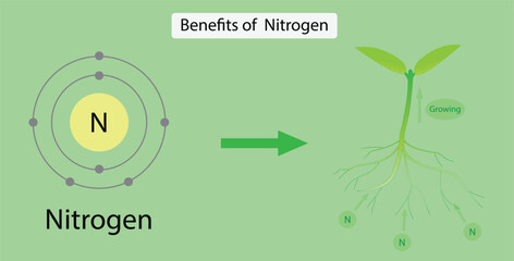 Wall Mural - illustration of chemistry, Benefits of Nitrogen, Nitrogen is so vital because it is a major component of chlorophyll, photosynthesis, Nitrogen is an essential nutrient for plant growth