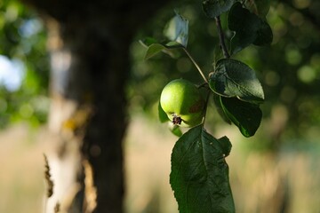 Sticker - a green apple that is on a tree branch near some grass