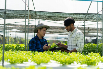 Young man holding tablet in vegetable garden examining green acorns and lettuce at greenhouse farm Asian farmers enjoy hydroponic farming.