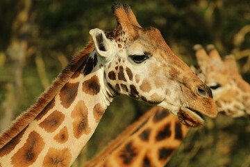 Wall Mural - Close up of a giraffe with a blurred background of another giraffe