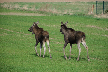 Two moose on a green meadow 