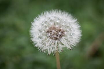 Poster - Closeup of a dandelion flower on a blurred background