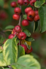 Sticker - Close-up shot of red berries of Malus prunifolia grown in the garden in spring