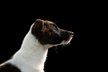 Young Lurcher Puppy Dog Sitting Head Profile Portrait On A Black Background In The Studio