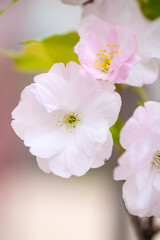 Wall Mural - tender flowers of blooming sakura closeup with selective focus.