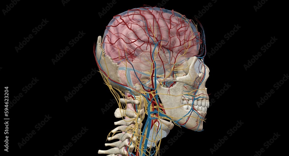 Illustration Stock Cerebral circulation is the movement of blood ...