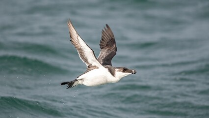 Canvas Print - Close up of a Razorbill bird flying over the ocean