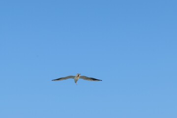 Sticker - Low angle shot of a European herring gull flying under a blue sky and sunlight