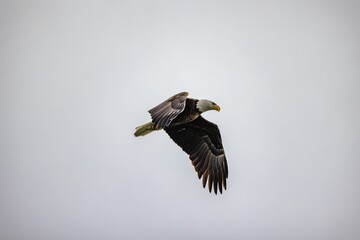 Poster - Majestic bald eagle soaring with its wings wide open on background of clear gloomy sky