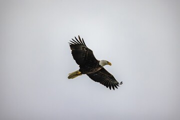 Poster - Majestic bald eagle soaring with its wings wide open on background of clear gloomy sky