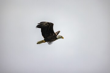 Poster - an eagle in flight with its wing out in the air