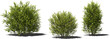 hedge igustrum plant hq arch viz cutout