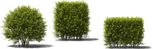 Hedge Igustrum Plant Hq Arch Viz Cutout
