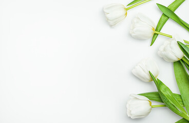 white tulips on a light gray background, top view