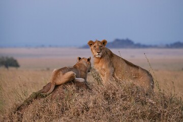 Poster - lions looking out in the evening sun