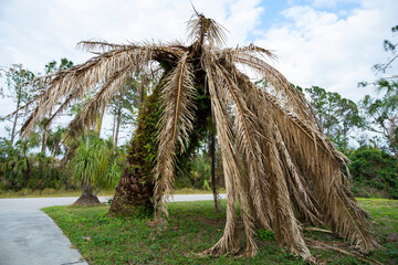 Dry dead palm tree on Florida home backyard