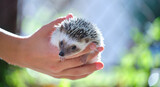 Fototapeta Mapy - Human hands holding little african hedgehog pet outdoors on summer day. Keeping domestic animals and caring for pets concept