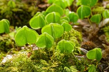 Vibrant Green Wood Sorrel Plants Surrounded In The Sunlight